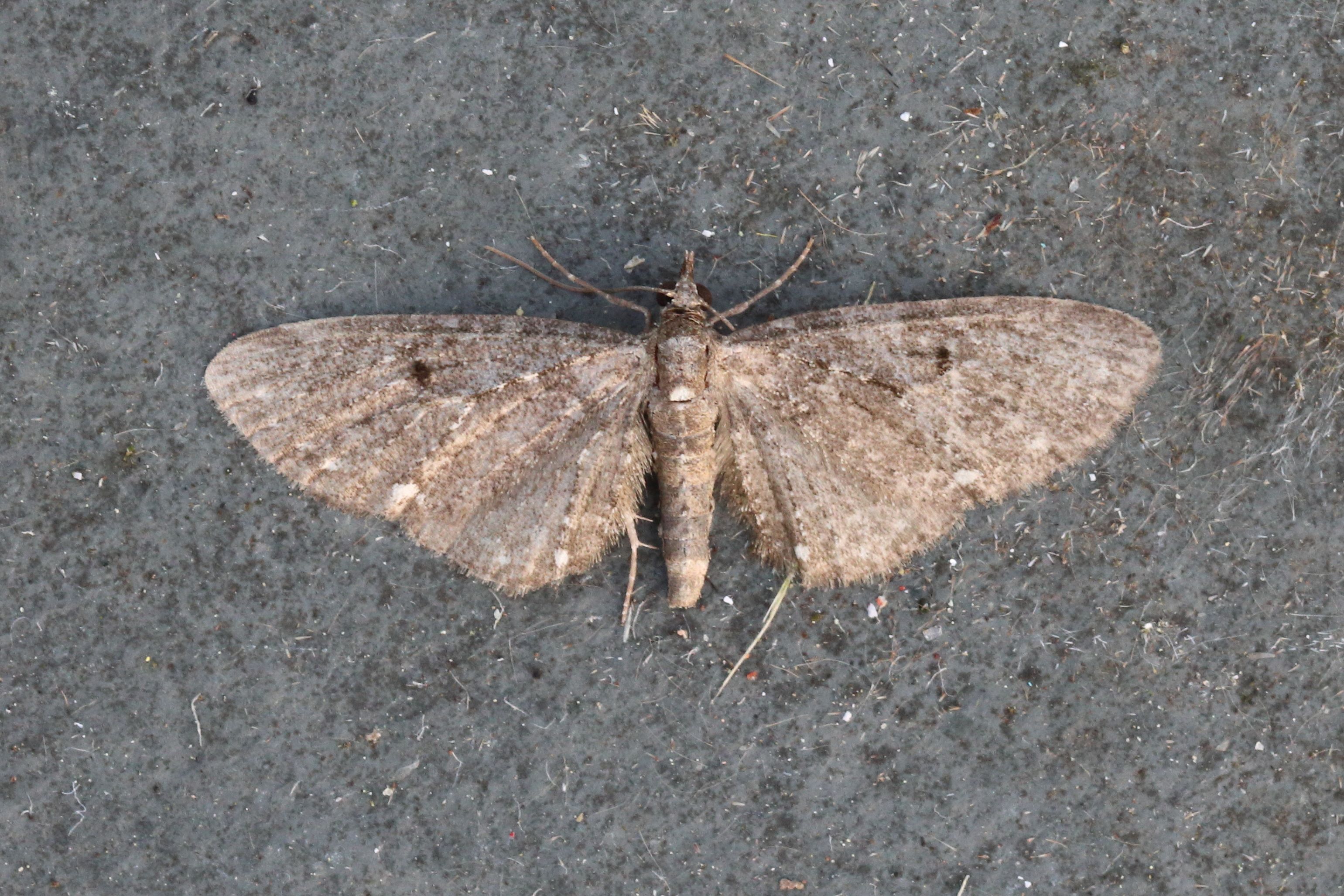 Photo of White-spotted Pug (Eupithecia tripunctaria)